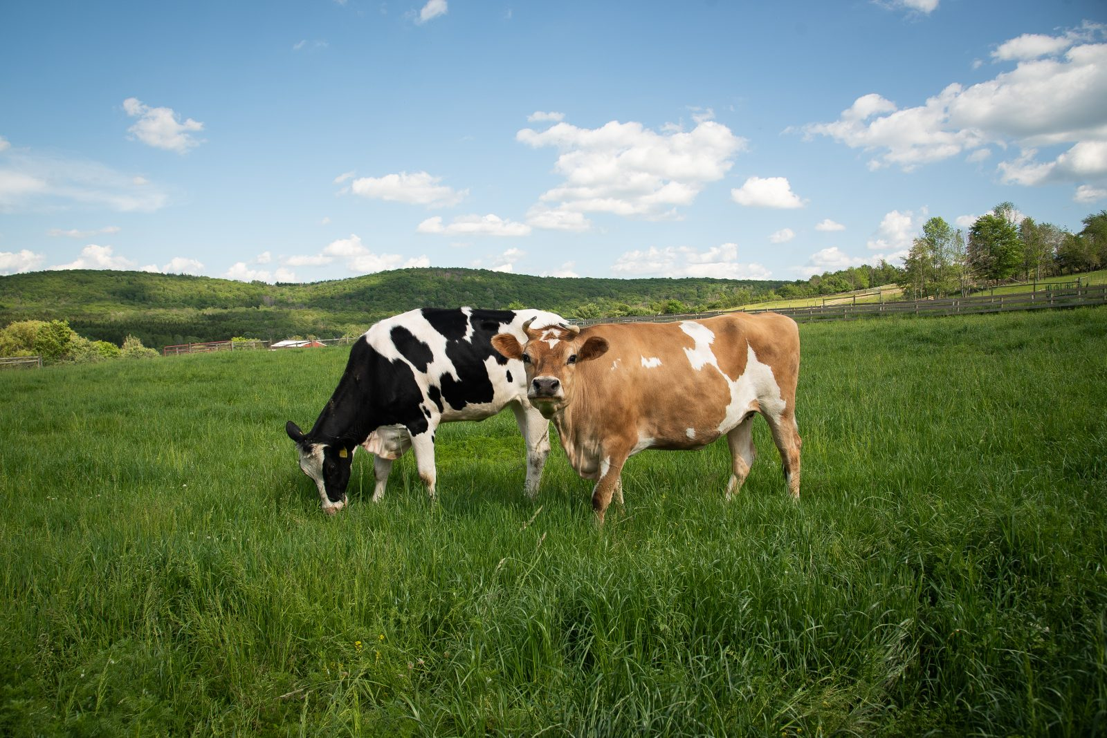 Happy Cows